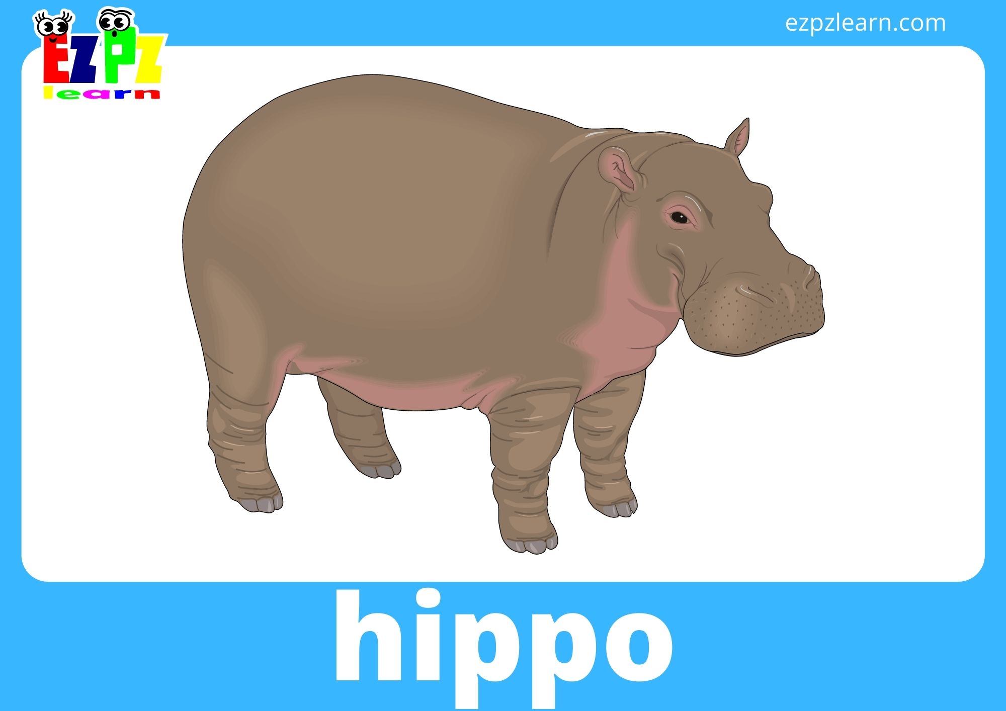 hippo